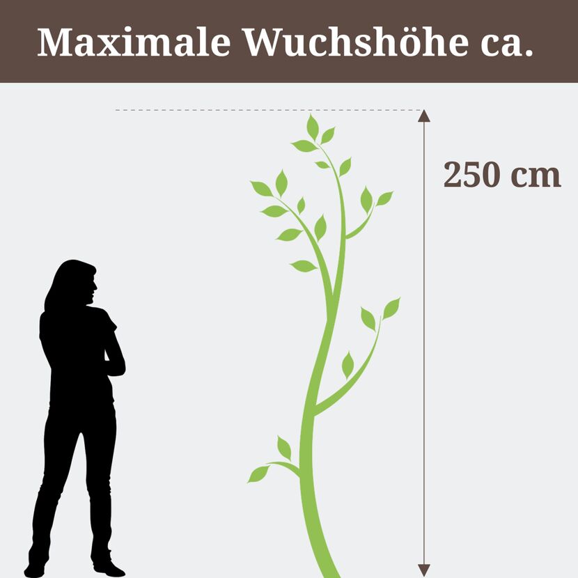 Baum ca. 250 cm hoch, Person daneben.