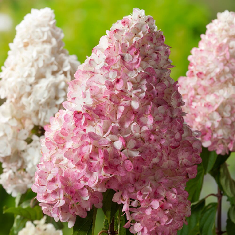 Rosa und weiße Rispenhortensienblüten