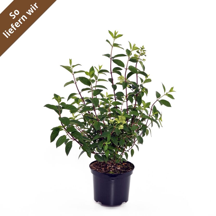 Rispenhortensie im Topf