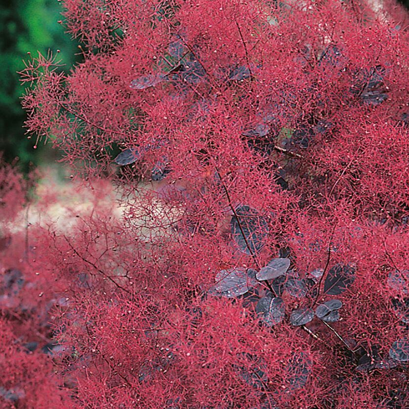 Roter Perückenstrauch