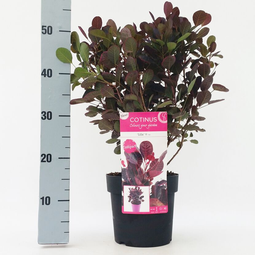 COTINUS Coggygria Lilla im Topf