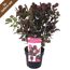 COTINUS COGGYGRIA 'Lilla' in einem Topf