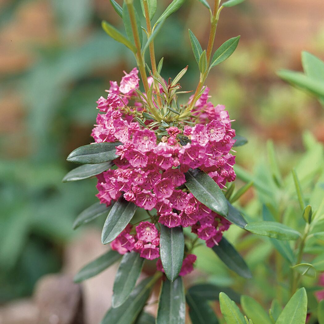 Nahaufnahme von rosa Blüten der Kalmia angustifolia Rubra