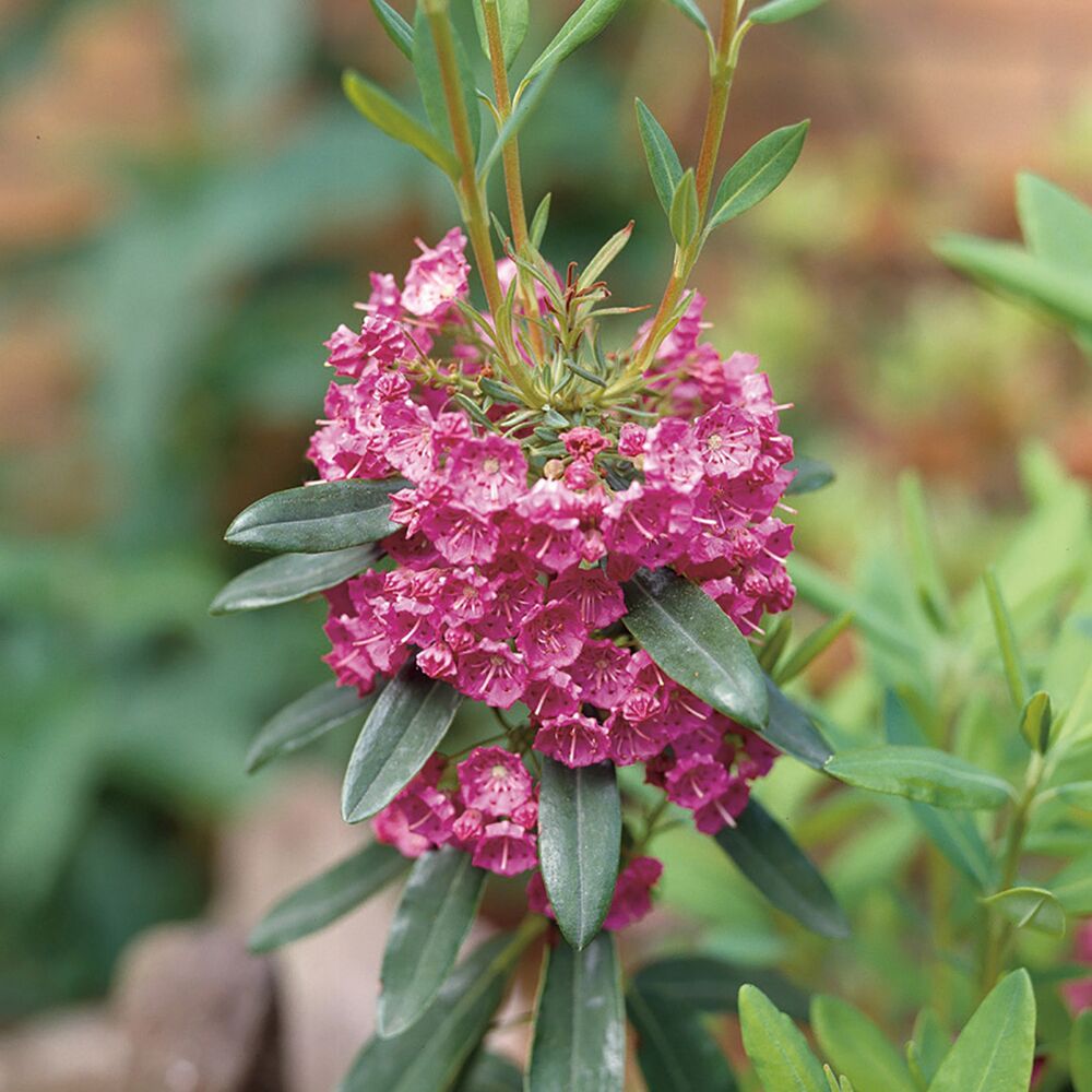 Nahaufnahme von rosa Blüten der Kalmia angustifolia Rubra