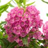 Nahaufnahme von rosa Blüten der Kalmia angustifolia Rubra.
