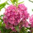 Nahaufnahme von rosa Blüten der Kalmia angustifolia Rubra.