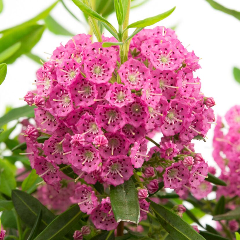 Nahaufnahme von rosa Blüten der Kalmia angustifolia Rubra.