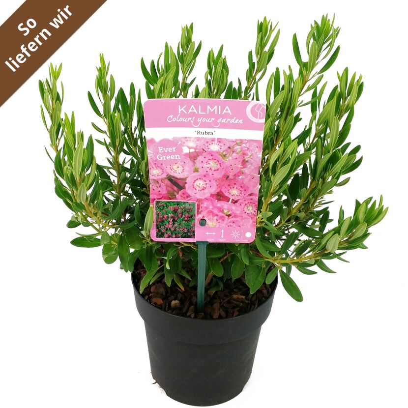 Kalmia 'Rubra'