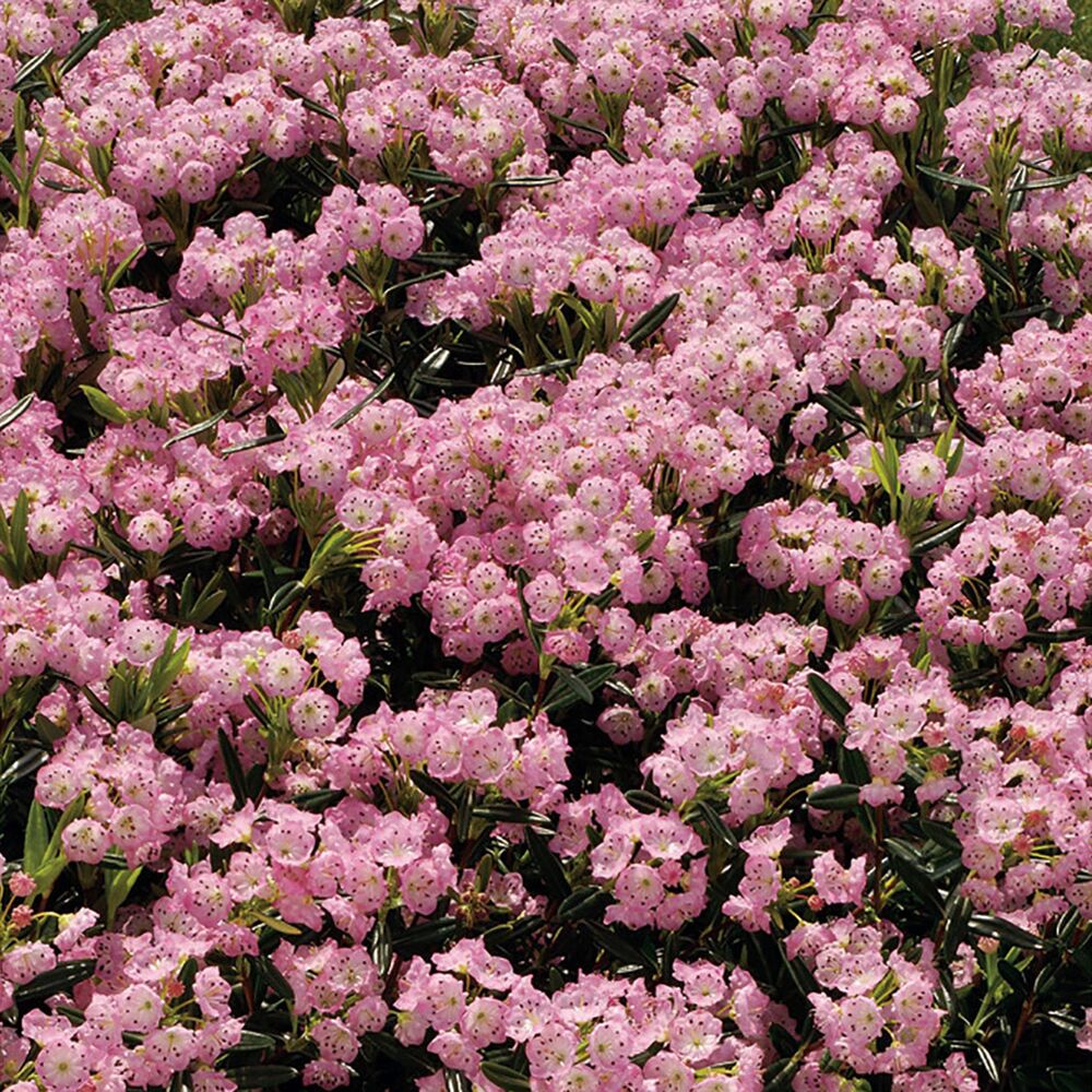 Blühende Kalmia polifolia