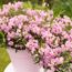 Zwei Blumentöpfe mit rosa Kalmia polifolia