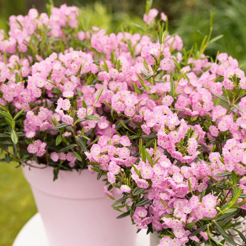 Zwei Blumentöpfe mit rosa Kalmia polifolia