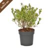 Kalmia polifolia im Topf