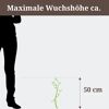 Kalmia polifolia mit einer maximalen Wuchshöhe von 50 cm im Vergleich zu einer Person
