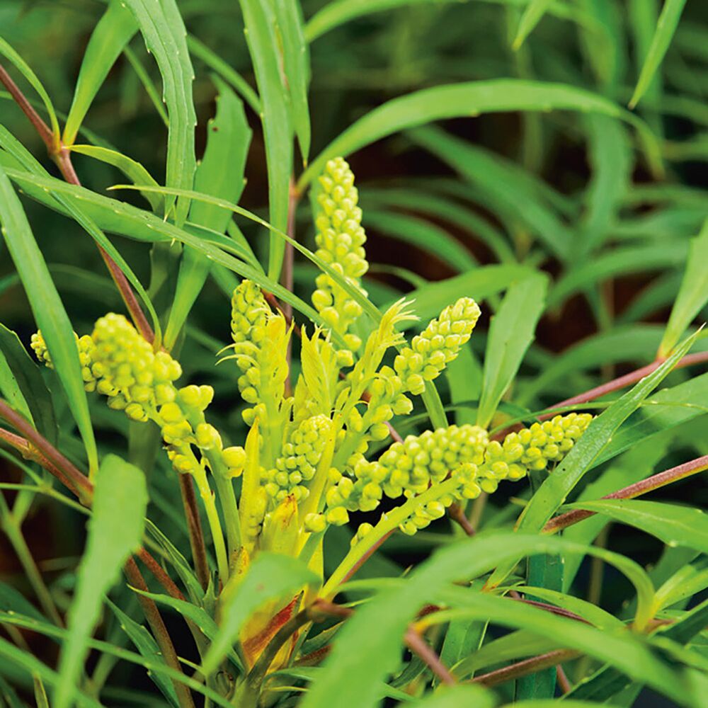 Nahaufnahme von Mahonie Soft Caress Blütenknospen