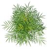 Mahonie Soft Caress von oben