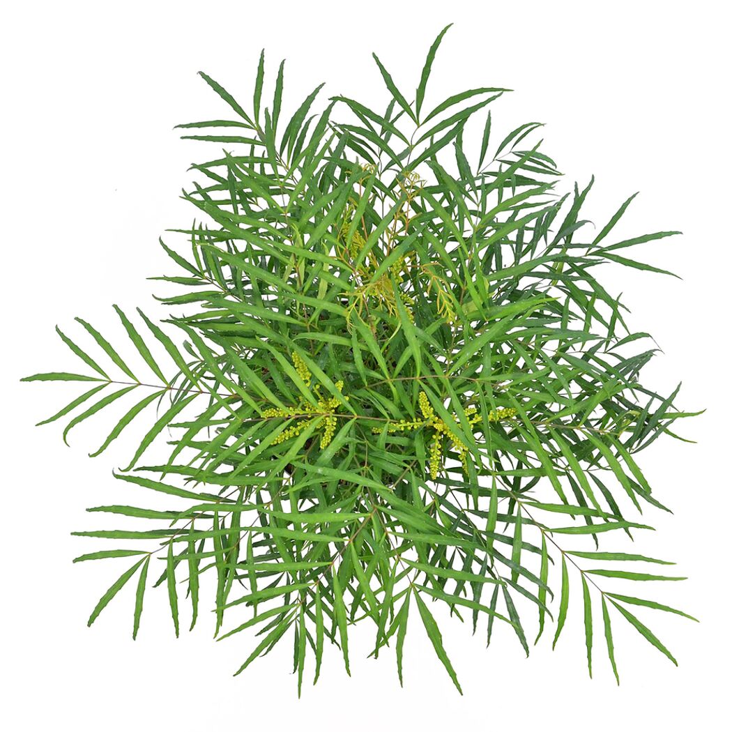 Mahonie Soft Caress von oben