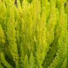 Nahaufnahme von Erica arborea Alberts Gold