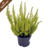 Gelbe Baumheide "Alberts Gold"