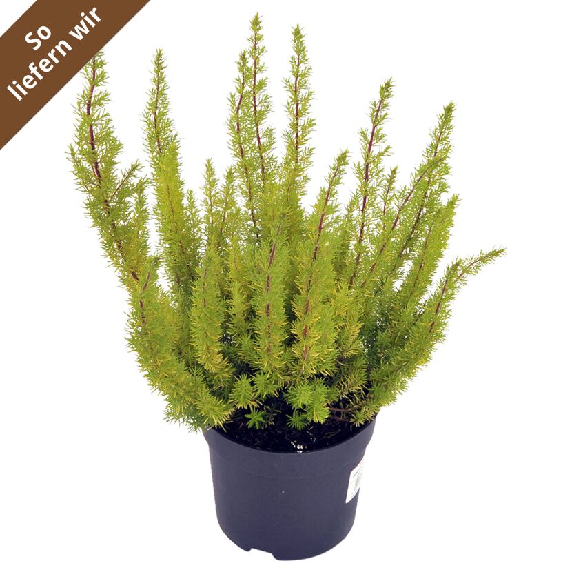 Gelbe Baumheide "Alberts Gold"