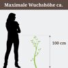 Person steht neben einer 100 cm hohen Pflanze.