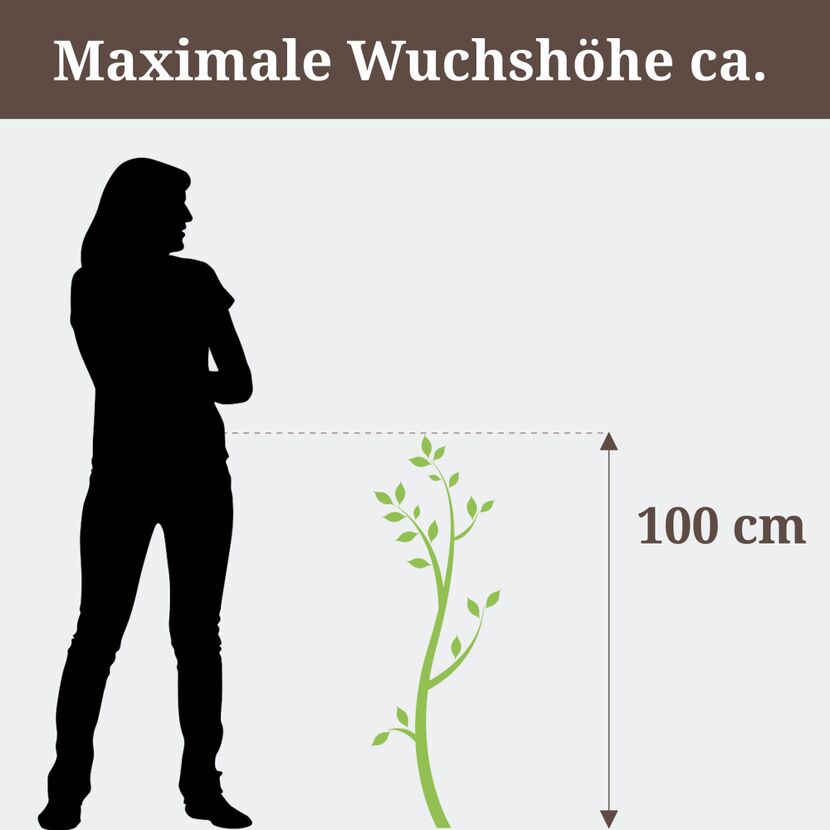 Person steht neben einer 100 cm hohen Pflanze.