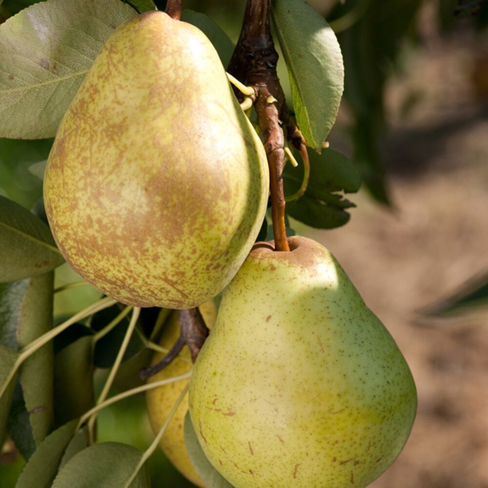 Zwei reife Birnen am Birnenbaum