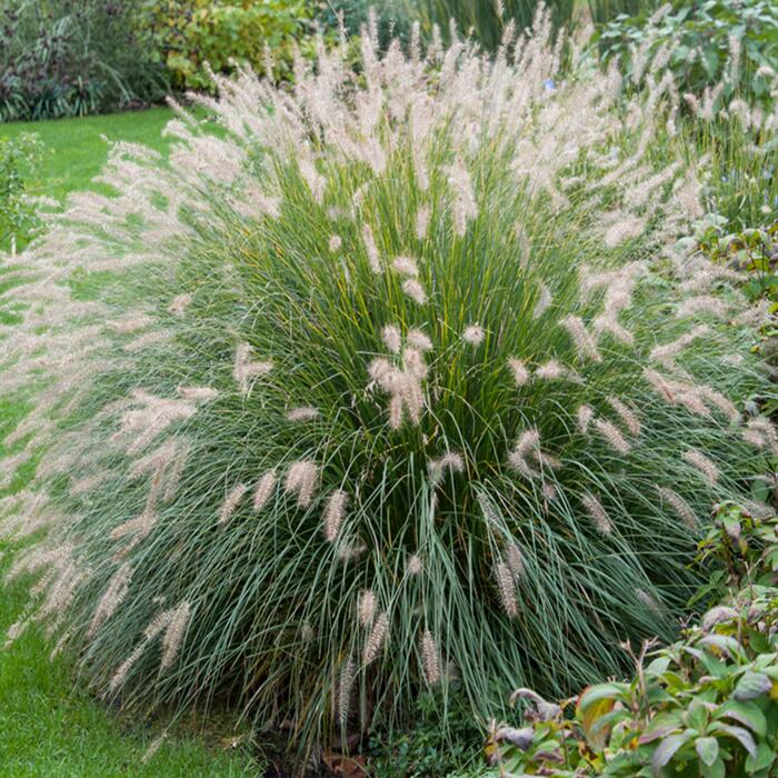 Toom Lampenputzergras Hameln 40 Cm