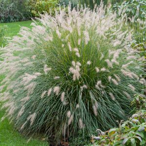 Lampenputzergras 'Hameln', 40 cm
