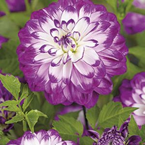 Dahlie "Blue Wish" 1 Zwiebel