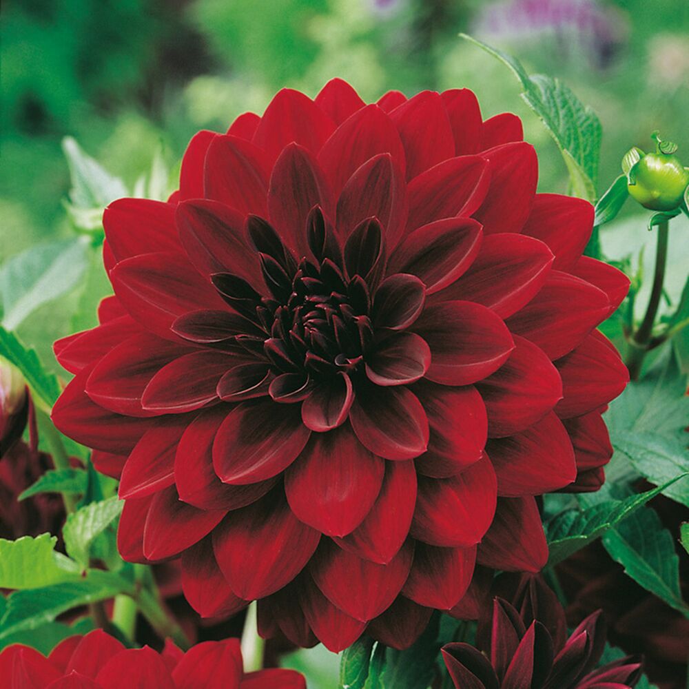 Dunkelrote Dahlie Arabian Night