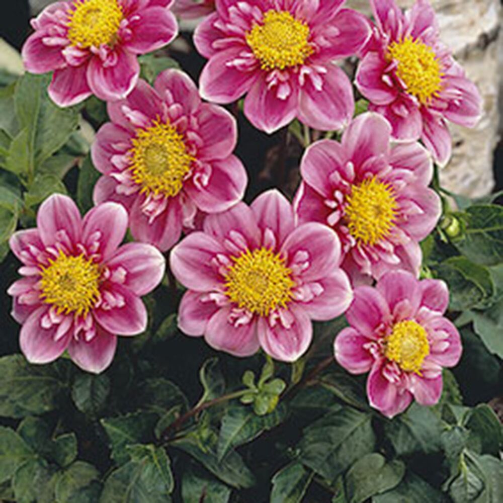 Rosa-weiße Dahlienblüten