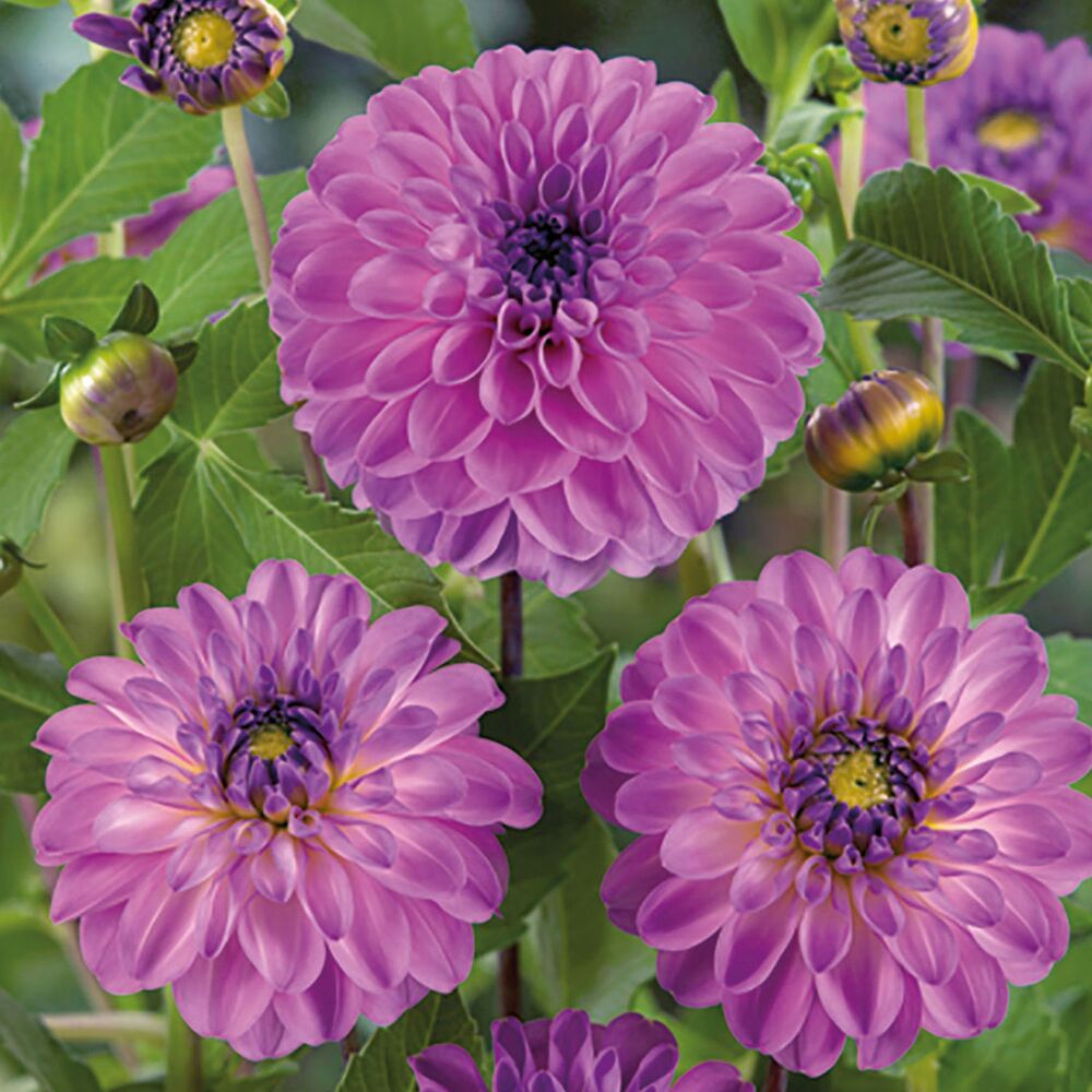 Lila Dahlienblüten mit gelber Mitte