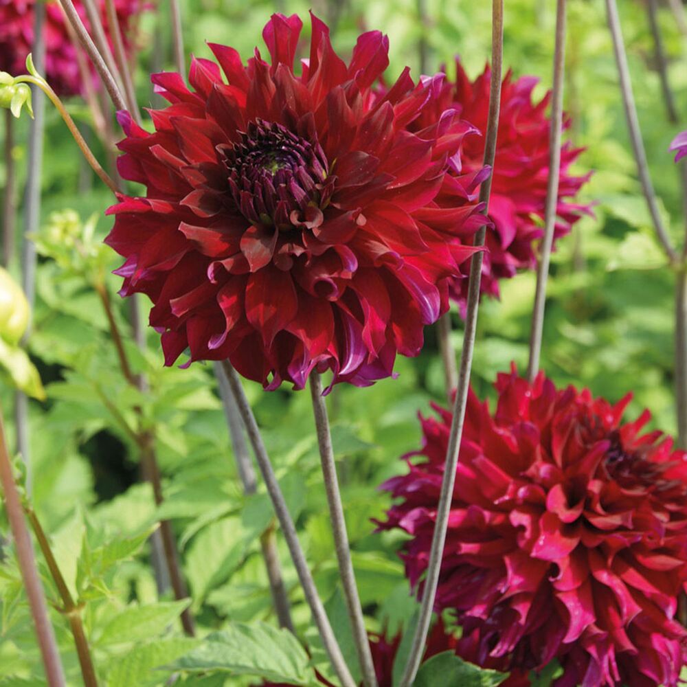 Nahaufnahme einer dunkelroten Dahlie 'Fiery Bird'