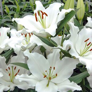 Bio-Orientalische Lilie "Helvetia" 1 Zwiebel