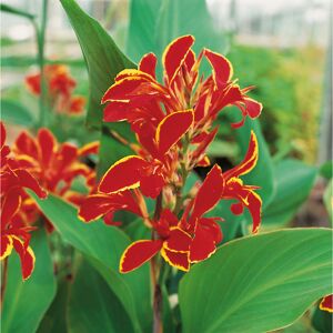 Canna "Lucifer" 3 Zwiebeln