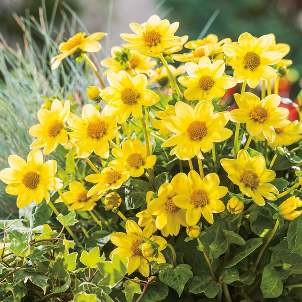 Gelbe Dahlien im Topf