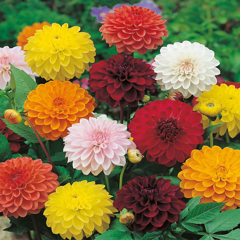 Bunte Dahlienblüten in verschiedenen Farben.