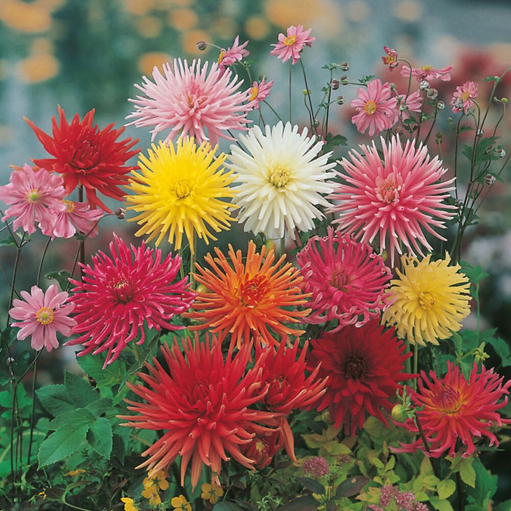 Bunte Dahlienblüten in verschiedenen Farben.