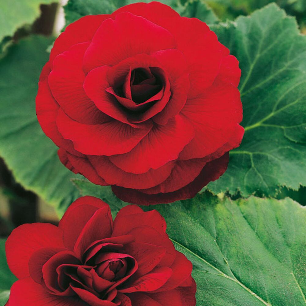 Gefüllte rote Begonienblüten