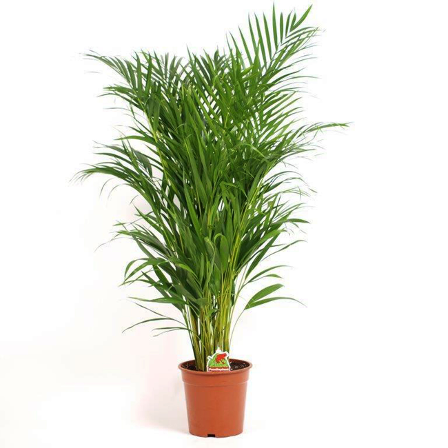 Bild von Areca 21 cm Topf