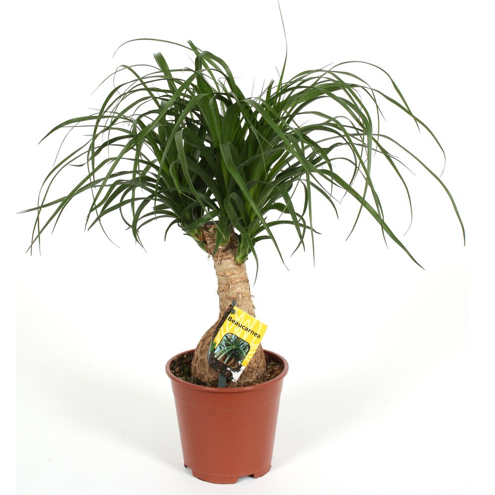 Beaucarnea Pflanze im Topf