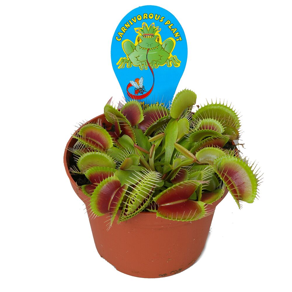 Fleischfressende Pflanze Venusfliegenfalle im Topf