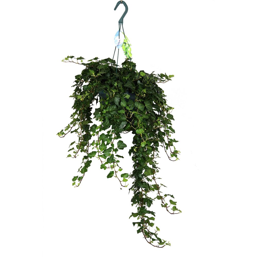 Hängender Efeu