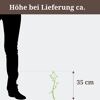 Pflanze mit einer Höhe von 35 cm neben einem Fuß