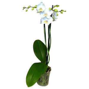 Schmetterlingsorchidee weiß 3 Rispen 12 cm Topf