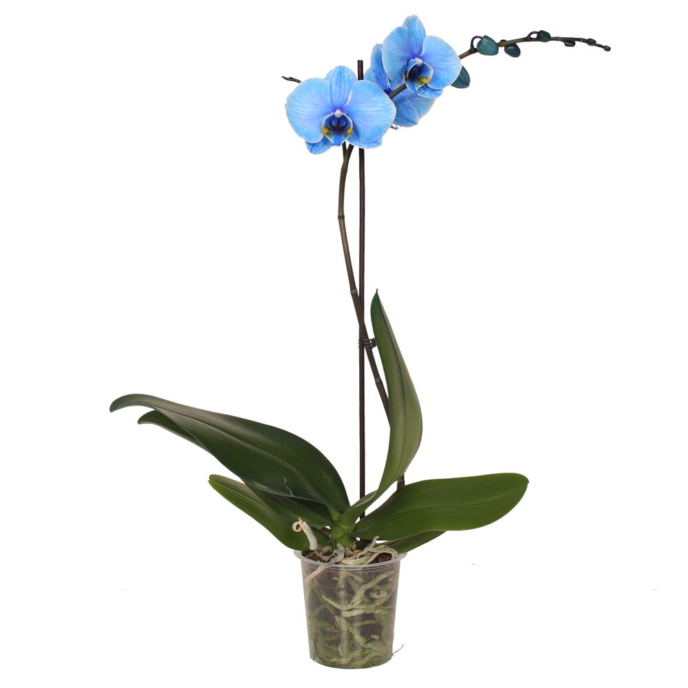 Blaue Orchidee in einem durchsichtigen Topf