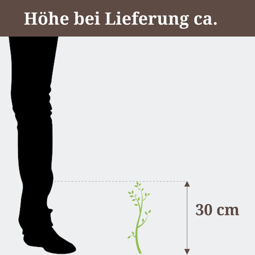 Eine Pflanze ist 30 cm hoch.