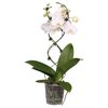Weiße Orchidee Phalaenopsis Twister im Topf
