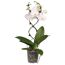 Weiße Orchidee Phalaenopsis Twister im Topf