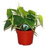Philodendron Scandens Baumfreund in einem roten Topf